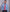 navy cotton prince of wales check slim fit formal shirt single cuff 1518nav No Tie model image 3