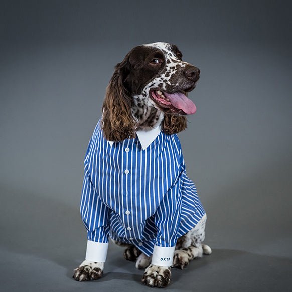 WIN a Made-To-Measure Shirt for Your Dog