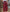 Red Multi Brushed Cotton Twill Window Check Lounge Pants