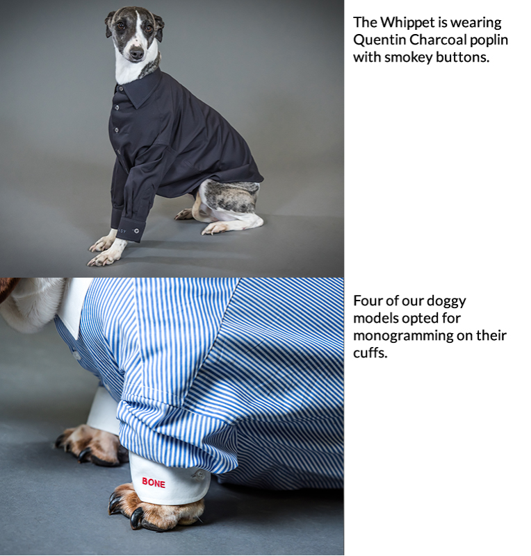dogs-in-shirts